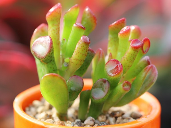 吸財(cái)樹